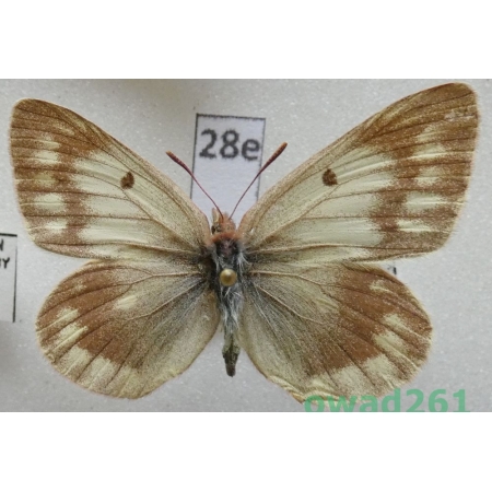 Colias cocandica Erschoff, 1874 Tadjikistan28e